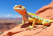A Colorful Lizard Basking In The Sun Atop A Desert Rock