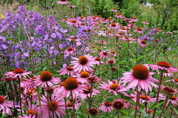 Wall Mural - Pink coneflower, Echinacea purpurea 'Rubinstern' and purple garden phlox in flower.