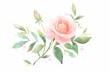 Simple pink rose hand drawn watercolor illustration.