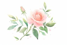 Simple Pink Rose Hand Drawn Watercolor Illustration.