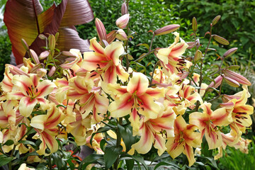  Pink and cream Lilium, tree lily, 'Nymph' in flower
