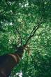 Green tree seen from below. High quality photo