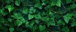 Delicate ivy tendrils on emerald background. 