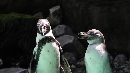 Canvas Print - humboldt penguin standing on rocks by the water