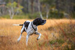 © liramaigums - Dog english pointer
