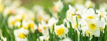 Daffodil Flowers In A Garden