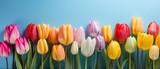 Fototapeta Tulipany - Row of Colorful Tulips