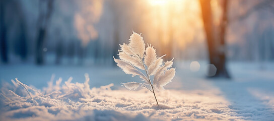 Winter season outdoors landscape, frozen plants in nature on the ground covered with ice and snow, under the morning sun - Seasonal background for Christmas wishes and greeting card