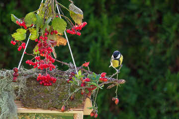 Wall Mural - a great tit, parus major, on a bird feeder at a sunny autumn morning