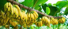 Banana Plantations Produce Large Quantities Of Yellow Mature Bananas For Global Distribution With Copyspace For Text