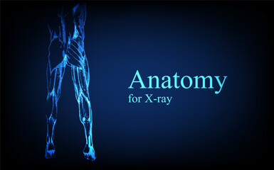 Human anatomy in front on x ray view. Anatomy human body connection, Medical, educational or science banner on futuristic blue background, Vector hand drawn illustration