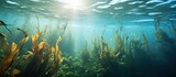 Fototapeta  - Kelp underwater perspective With copyspace for text