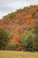 Wall Mural - fall