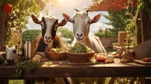 Hungry Goats And A Sheep Eating Food From A Manger On A Dutch Farm In A Rural Area On The Countryside Surrounded By Greenery, On A Sunny Day. Love For Animals, Domestic Friendship