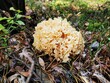 Kozia broda - grzyb jadalny - mushroom - leśne runo - forest undergrowth,