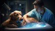 A veterinarian performs an ultrasound of a dog using modern equipment with innovative technologies in a veterinary clinic. Pet care and grooming concept.