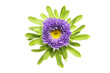 Aster flower and foliage