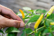 Hand with chili, farmer's hand keeping fresh chili pepper plant, Organic vegetables