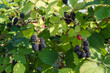 Branches of cultivated dewberry with ripe berries in sunny morning