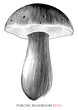 Porcini mushroom vintage illustration black and white clip art