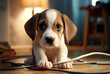 Beagle puppy plays with the white cable. A breed of dog that likes to gnaw everything. Domestic pet playing with a phone charger. The dog holding an electric cable.