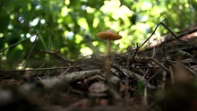 Entoloma Cetratum. Small Poisonous Mushroom On A Thin Stem With A Brown Cap.