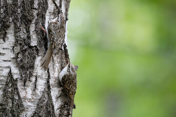 two eurasian treecreepers perched on a tree trunk