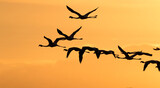 Fototapeta Sawanna - flamingos'  silhouettes in the sunset, De Hoop Nature Reserve, Overberg, South Africa