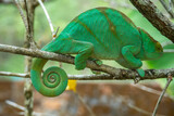 Fototapeta Zwierzęta - Parson's chameleon is a species of chameleon endemic to Madagascar