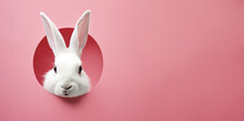 White Rabbit Peeks Out Of A Round Hole On A Pink Background, Panorama With Met For Your Text