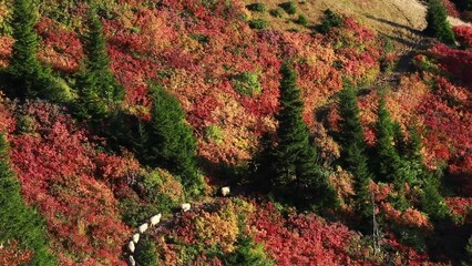 Sticker - Autumn and flock of sheep in the mountains