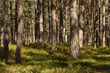 Swedish trees in the forest, Sweden, pines
