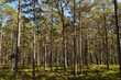 Swedish trees in the forest, Sweden, pines