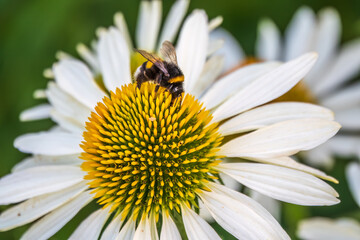 Wall Mural - A closeup shot of a bee collecting pollen on a white echinacea flower