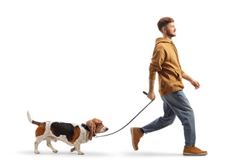 Wall Mural - Full length shot of a guy walking a basset hound on a lead