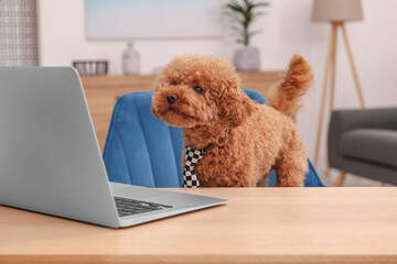 Poster - Cute Maltipoo dog wearing checkered tie at desk with laptop in room. Lovely pet