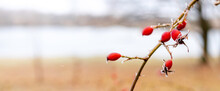 Frost-covered Rosehip Branch With Red Berries By The River On A Blurred Background, Copy Space