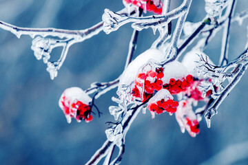 Wall Mural - Rowan branches covered with snow and ice with red berries in winter on a blue background