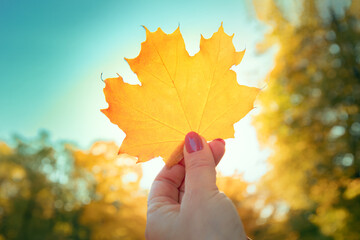 Wall Mural - Autumn season background, hand holding a yellow maple leaf in the forest, autumn colors,