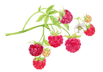 Wall Mural - Red raspberries on a branch. Plant with berries, flowers, green leaves on a transparent background. Botanical watercolor. Garden and forest natural ripe berries for packaging design of organic product