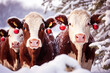 Zwei braune Kühe mit Christbaumkugeln an den Ohren in tiefverschneiter Winterlandschaft. Generative AI