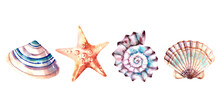 A Set Of Seashells And A Starfish. Watercolor Illustration. Marine Animals. Inhabitants Of The Depths Of The Sea.