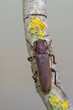 a longhorn beetle called Arhopalus rusticus