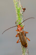 a longhorn beetle called Phymatodes testaceus