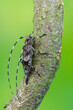 a longhorn beetle called Acanthocinus griseus