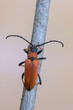 a longhorn beetle called Stictoleptura rubra