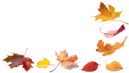 Aufkleber - Autumn orange leaves falling down Isolated on white background
