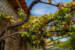 stara winorośl rosnącą tuż przy domu w Portugalii