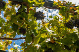 Fototapeta Krajobraz - dojrzałe winogrona do zebrania