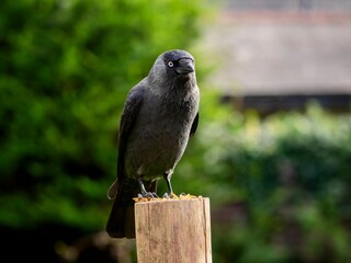 Wall Mural - Jackdaw Perched on a Post